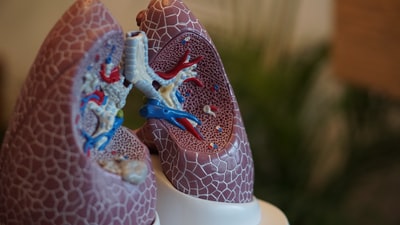 解剖肺的选择性聚焦摄影